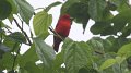 Summer Tanager High Island_2010_04_24_3844